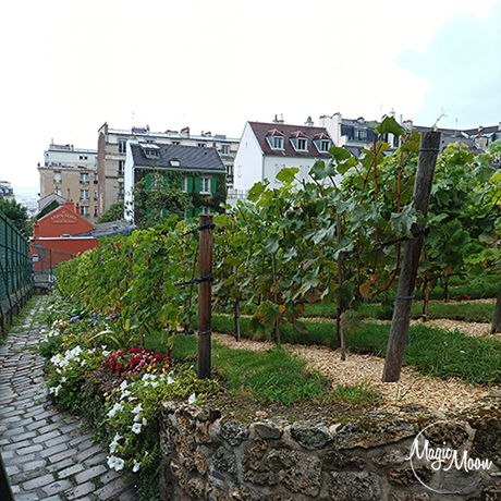 Le vigne di Montmartre
